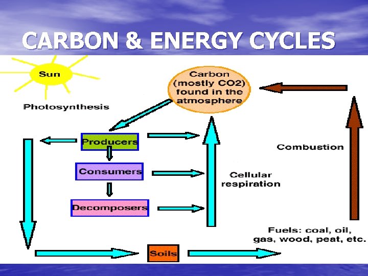 CARBON & ENERGY CYCLES 
