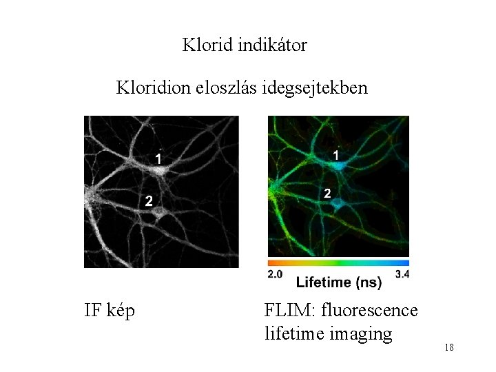 Klorid indikátor Kloridion eloszlás idegsejtekben IF kép FLIM: fluorescence lifetime imaging 18 