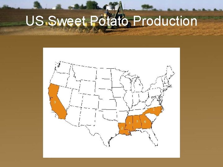 US Sweet Potato Production 