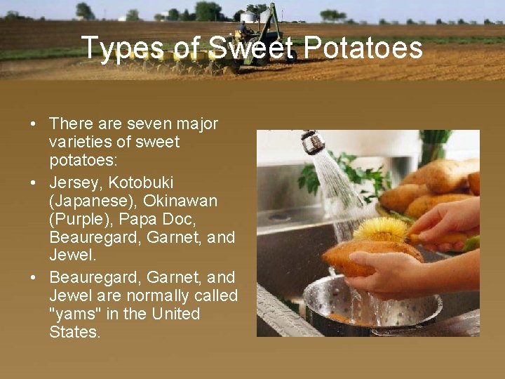 Types of Sweet Potatoes • There are seven major varieties of sweet potatoes: •