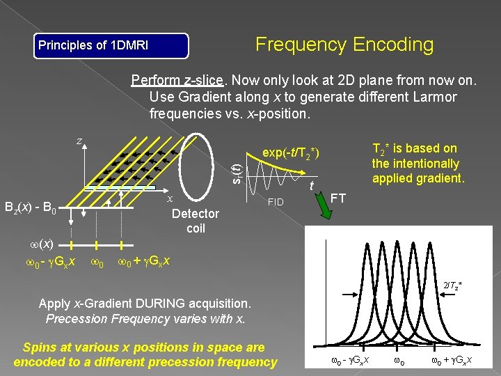 Frequency Encoding Principles of 1 DMRI Perform z-slice. Now only look at 2 D Frequency Encoding Principles of 1 DMRI Perform z-slice. Now only look at 2 D
