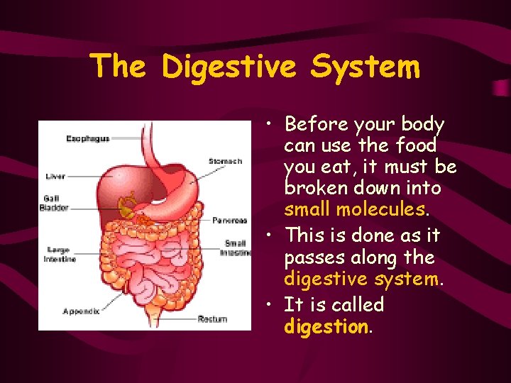 The Digestive System • Before your body can use the food you eat, it