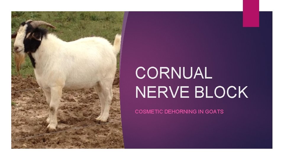 CORNUAL NERVE BLOCK COSMETIC DEHORNING IN GOATS 