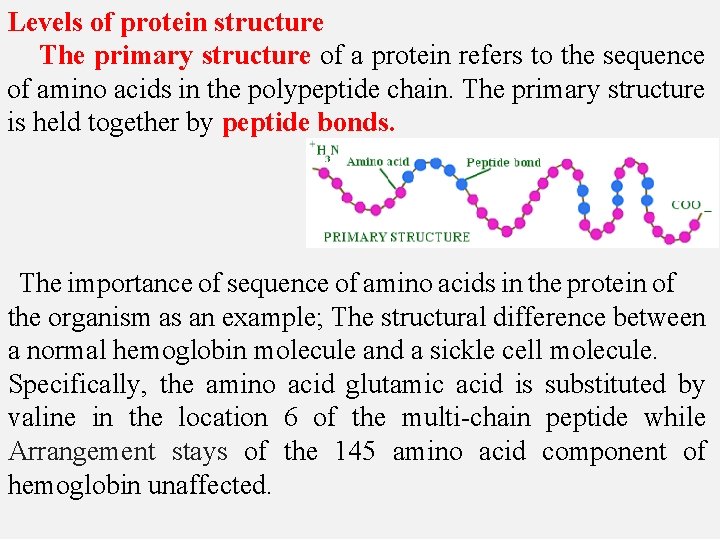 Levels of protein structure The primary structure of a protein refers to the sequence