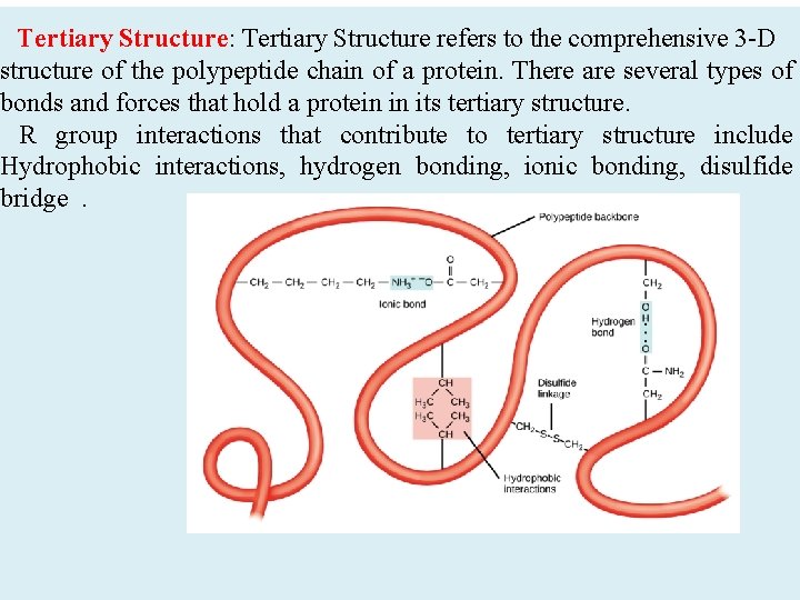 Tertiary Structure: Tertiary Structure refers to the comprehensive 3 -D structure of the polypeptide