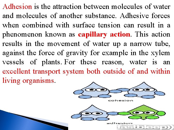 Adhesion is the attraction between molecules of water and molecules of another substance. Adhesive