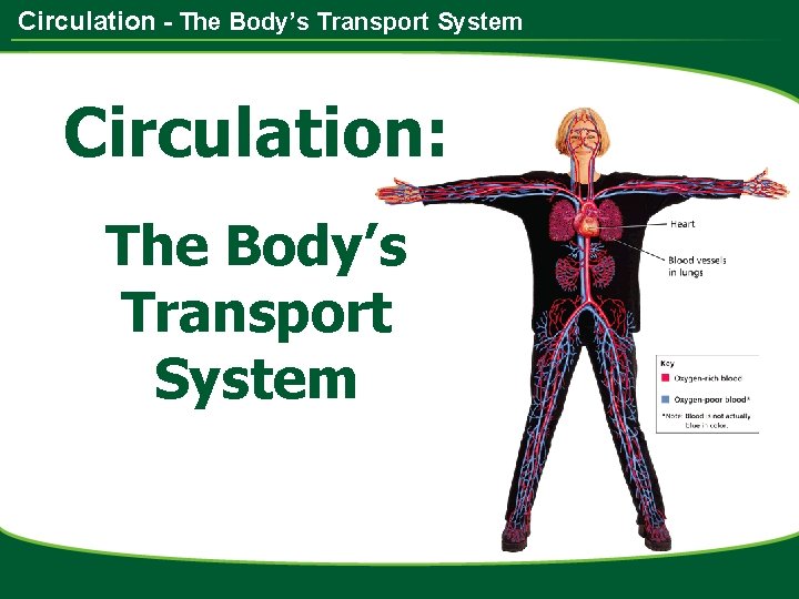 Circulation - The Body’s Transport System Circulation: The Body’s Transport System 