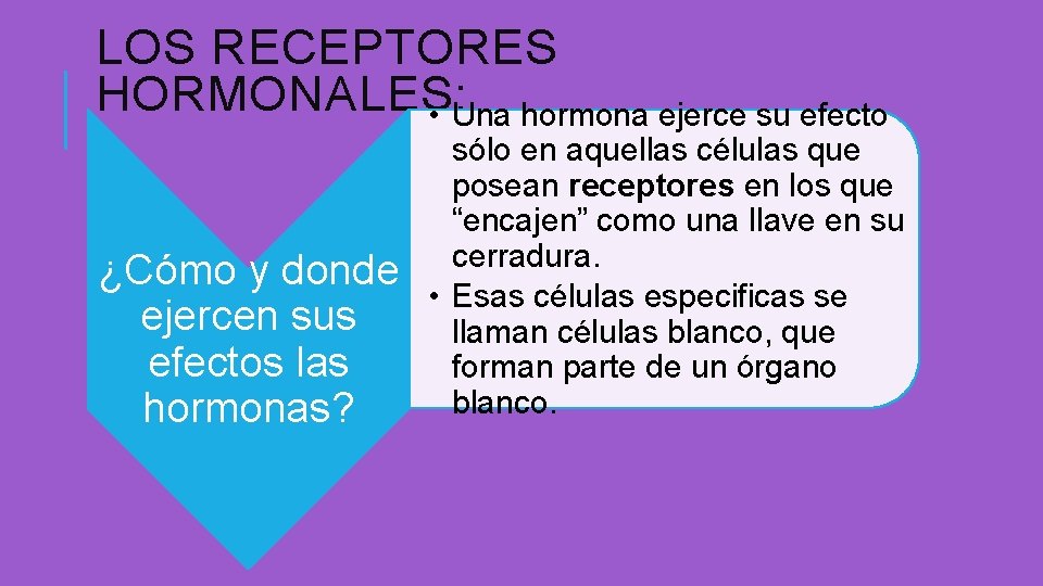 LOS RECEPTORES HORMONALES: • Una hormona ejerce su efecto ¿Cómo y donde ejercen sus LOS RECEPTORES HORMONALES: • Una hormona ejerce su efecto ¿Cómo y donde ejercen sus