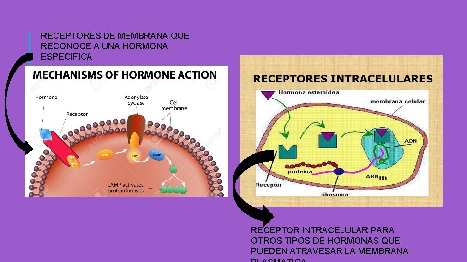 RECEPTORES DE MEMBRANA QUE RECONOCE A UNA HORMONA ESPECIFICA RECEPTOR INTRACELULAR PARA OTROS TIPOS RECEPTORES DE MEMBRANA QUE RECONOCE A UNA HORMONA ESPECIFICA RECEPTOR INTRACELULAR PARA OTROS TIPOS