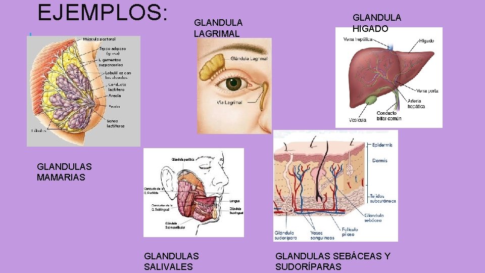 EJEMPLOS: GLANDULA LAGRIMAL GLANDULA HIGADO GLANDULAS MAMARIAS GLANDULAS SALIVALES GLANDULAS SEBÁCEAS Y SUDORÍPARAS EJEMPLOS: GLANDULA LAGRIMAL GLANDULA HIGADO GLANDULAS MAMARIAS GLANDULAS SALIVALES GLANDULAS SEBÁCEAS Y SUDORÍPARAS