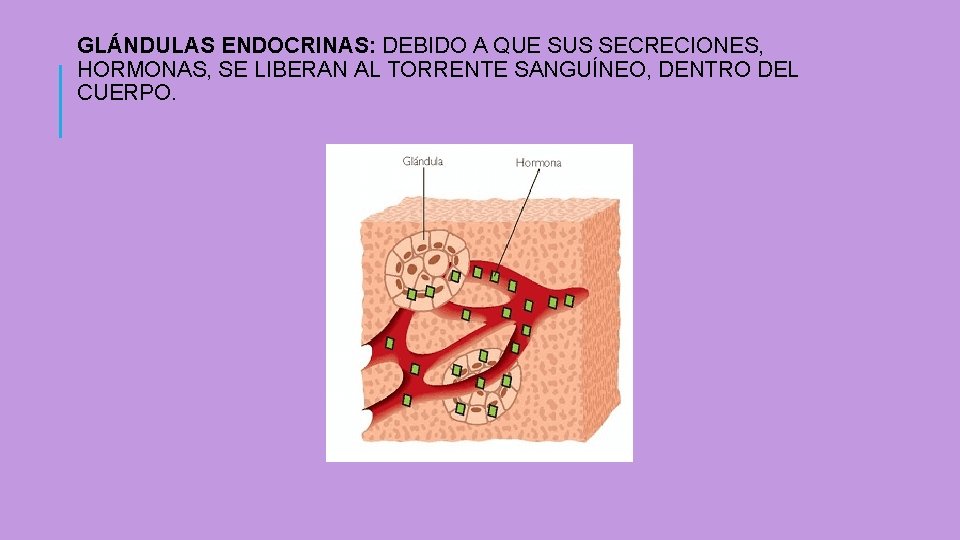 GLÁNDULAS ENDOCRINAS: DEBIDO A QUE SUS SECRECIONES, HORMONAS, SE LIBERAN AL TORRENTE SANGUÍNEO, DENTRO GLÁNDULAS ENDOCRINAS: DEBIDO A QUE SUS SECRECIONES, HORMONAS, SE LIBERAN AL TORRENTE SANGUÍNEO, DENTRO
