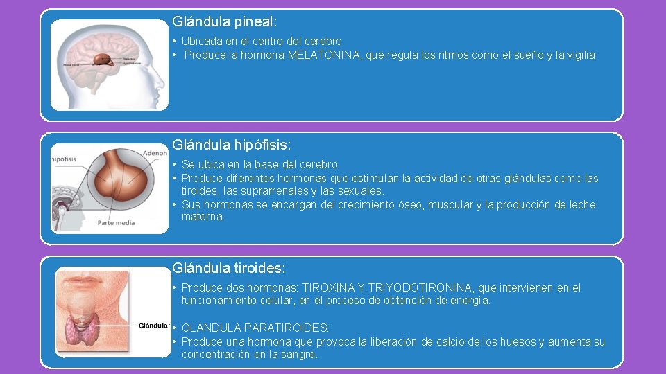 Glándula pineal: • Ubicada en el centro del cerebro • Produce la hormona MELATONINA, Glándula pineal: • Ubicada en el centro del cerebro • Produce la hormona MELATONINA,