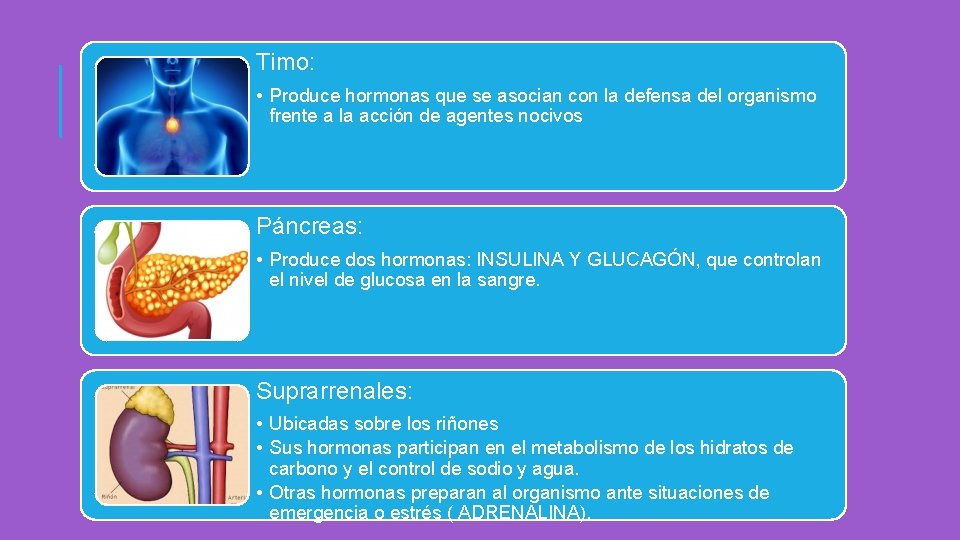 Timo: • Produce hormonas que se asocian con la defensa del organismo frente a Timo: • Produce hormonas que se asocian con la defensa del organismo frente a
