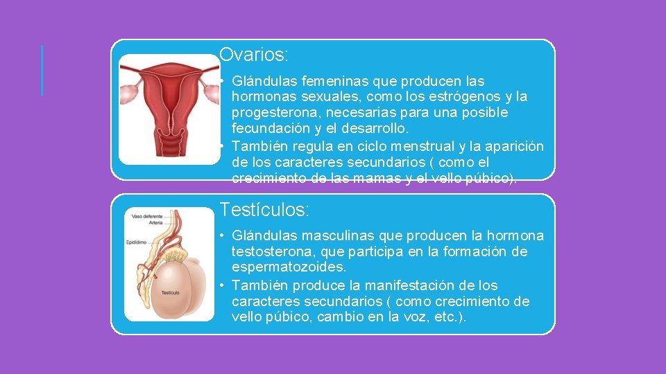 Ovarios: • Glándulas femeninas que producen las hormonas sexuales, como los estrógenos y la Ovarios: • Glándulas femeninas que producen las hormonas sexuales, como los estrógenos y la
