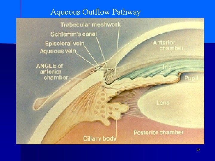 Aqueous Outflow Pathway 37 