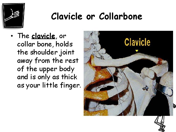 Clavicle or Collarbone • The clavicle, or collar bone, holds the shoulder joint away