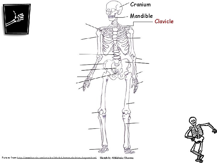 Cranium Mandible Picture from http: //www. buzzle. com/articles/labeled-human-skeleton-diagram. html Clavicle 