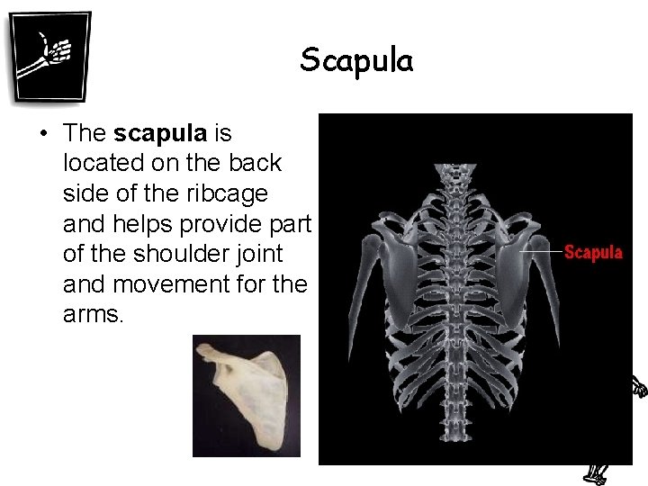 Scapula • The scapula is located on the back side of the ribcage and