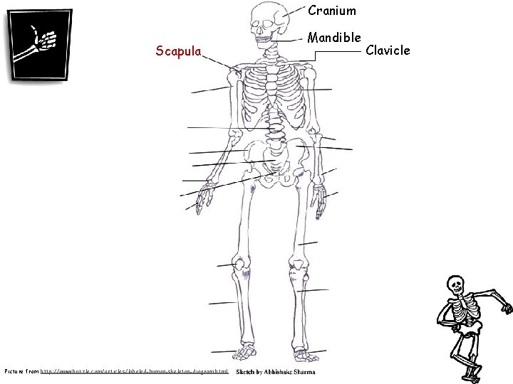 Cranium Scapula Picture from http: //www. buzzle. com/articles/labeled-human-skeleton-diagram. html Mandible Clavicle 