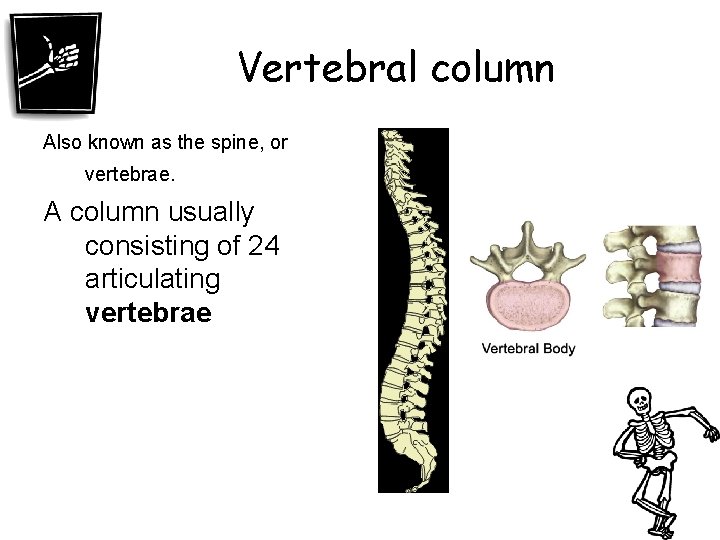 Vertebral column Also known as the spine, or vertebrae. A column usually consisting of