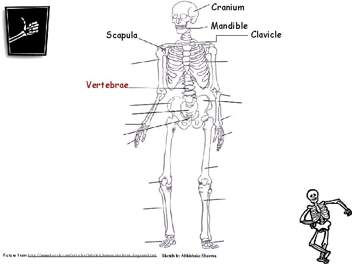 Cranium Scapula Vertebrae Picture from http: //www. buzzle. com/articles/labeled-human-skeleton-diagram. html Mandible Clavicle 