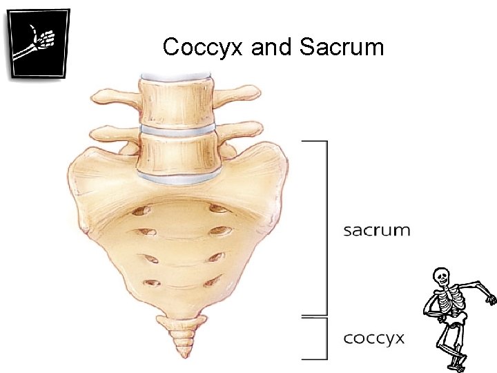 Coccyx and Sacrum 
