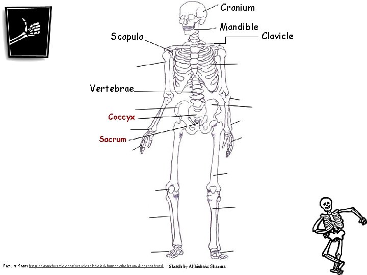 Cranium Scapula Vertebrae Coccyx Sacrum Picture from http: //www. buzzle. com/articles/labeled-human-skeleton-diagram. html Mandible Clavicle