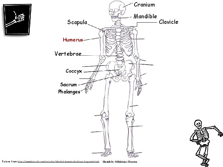 Cranium Scapula Humerus Vertebrae Coccyx Sacrum Phalanges Picture from http: //www. buzzle. com/articles/labeled-human-skeleton-diagram. html