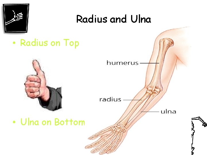 Radius and Ulna • Radius on Top • Ulna on Bottom 