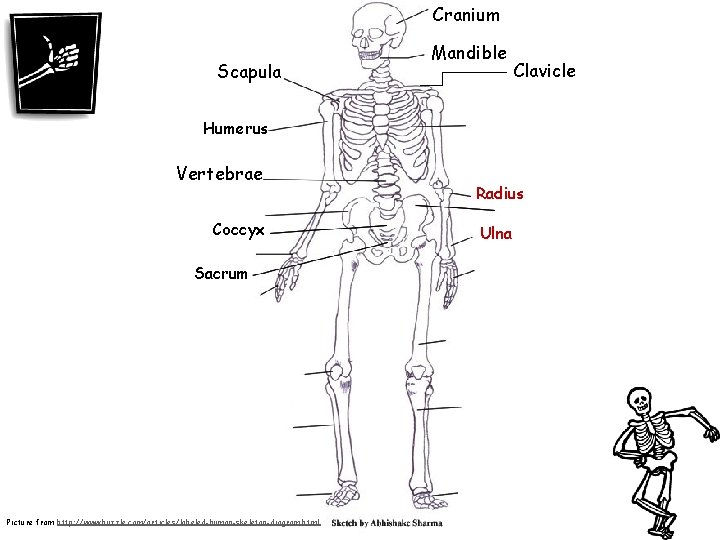 Cranium Scapula Mandible Clavicle Humerus Vertebrae Coccyx Sacrum Picture from http: //www. buzzle. com/articles/labeled-human-skeleton-diagram.