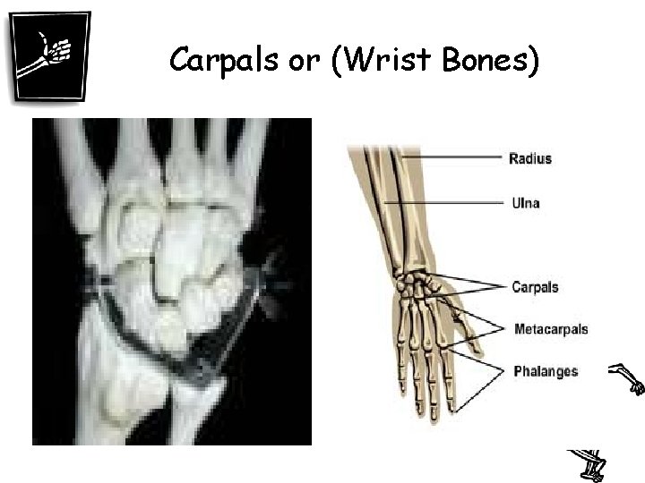 Carpals or (Wrist Bones) 