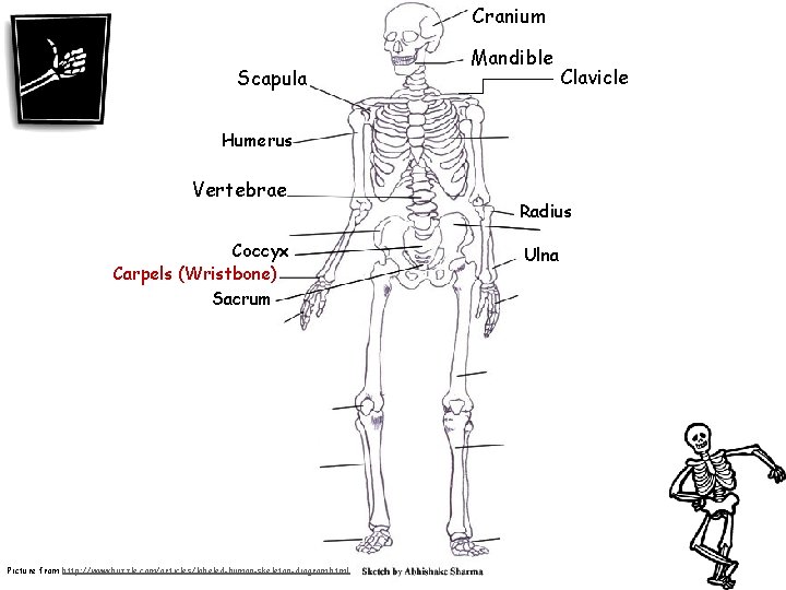 Cranium Scapula Mandible Clavicle Humerus Vertebrae Coccyx Carpels (Wristbone) Sacrum Picture from http: //www.