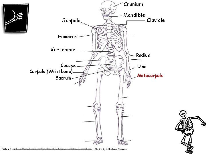 Cranium Scapula Mandible Clavicle Humerus Vertebrae Coccyx Carpels (Wristbone) Sacrum Picture from http: //www.