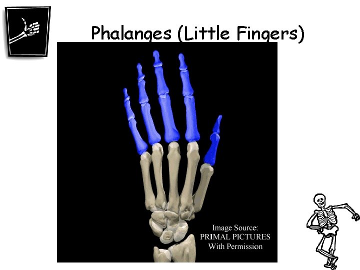 Phalanges (Little Fingers) 