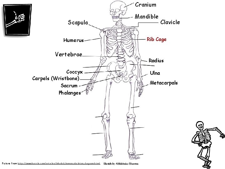 Cranium Scapula Humerus Vertebrae Coccyx Carpels (Wristbone) Sacrum Phalanges Picture from http: //www. buzzle.