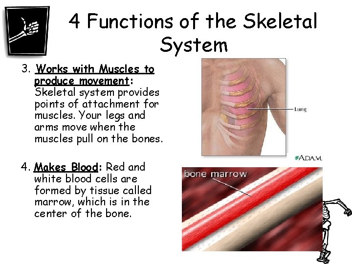 4 Functions of the Skeletal System 3. Works with Muscles to produce movement: Skeletal