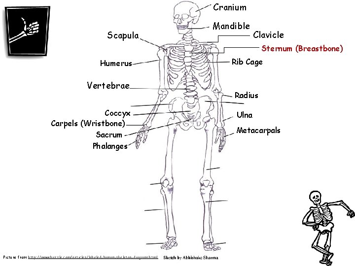 Cranium Scapula Mandible Clavicle Sternum (Breastbone) Humerus Vertebrae Coccyx Carpels (Wristbone) Sacrum Phalanges Picture
