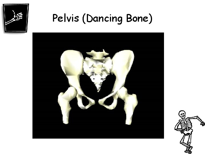 Pelvis (Dancing Bone) 