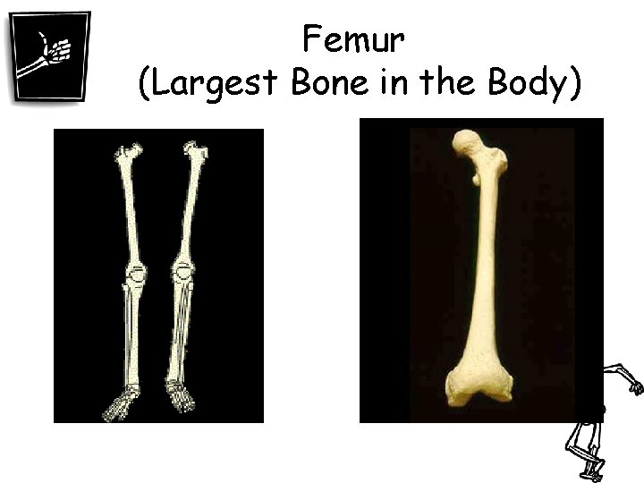 Femur (Largest Bone in the Body) 
