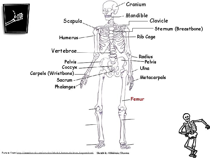 Cranium Scapula Mandible Clavicle Sternum (Breastbone) Humerus Vertebrae Pelvis Coccyx Carpels (Wristbone) Sacrum Phalanges