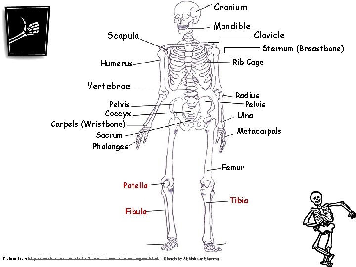 Cranium Scapula Mandible Clavicle Sternum (Breastbone) Humerus Vertebrae Pelvis Coccyx Carpels (Wristbone) Sacrum Phalanges