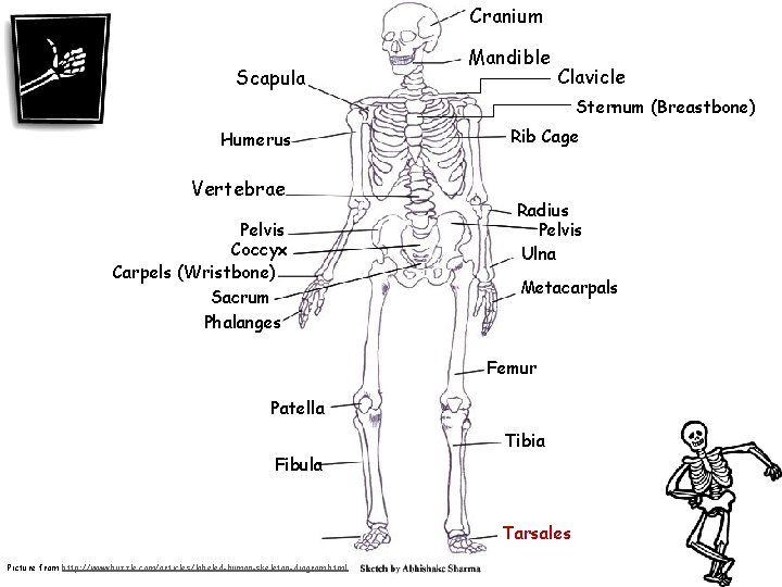 Cranium Scapula Mandible Clavicle Sternum (Breastbone) Humerus Vertebrae Pelvis Coccyx Carpels (Wristbone) Sacrum Phalanges