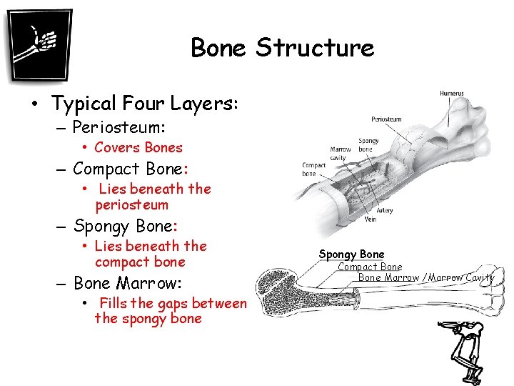 Bone Structure • Typical Four Layers: – Periosteum: • Covers Bones – Compact Bone: