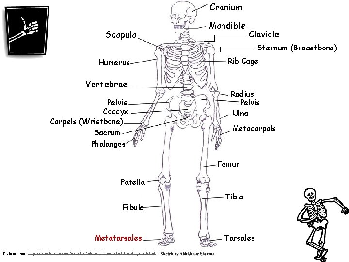 Cranium Scapula Mandible Clavicle Sternum (Breastbone) Humerus Vertebrae Pelvis Coccyx Carpels (Wristbone) Sacrum Phalanges