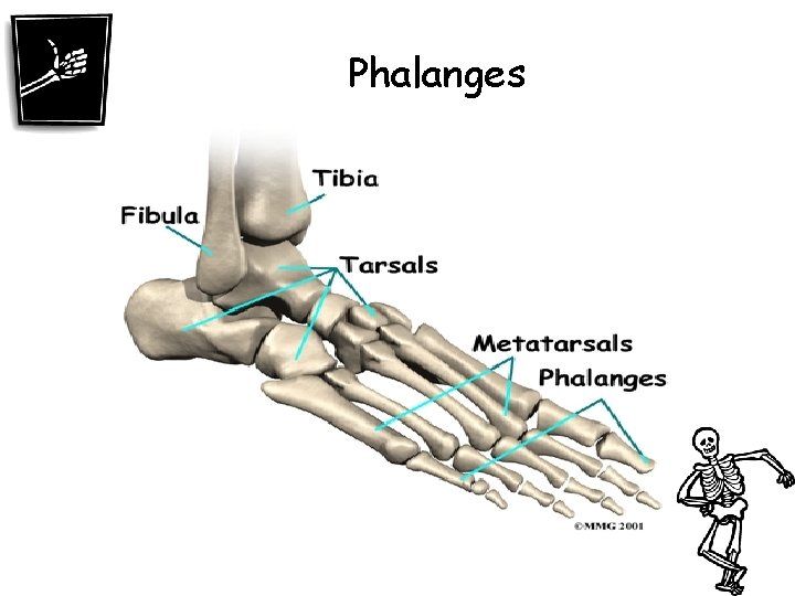 Phalanges 