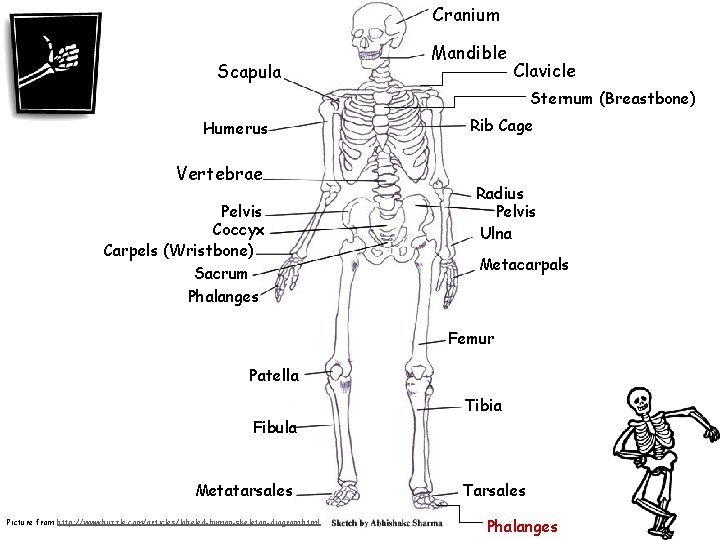 Cranium Scapula Mandible Clavicle Sternum (Breastbone) Humerus Vertebrae Pelvis Coccyx Carpels (Wristbone) Sacrum Phalanges