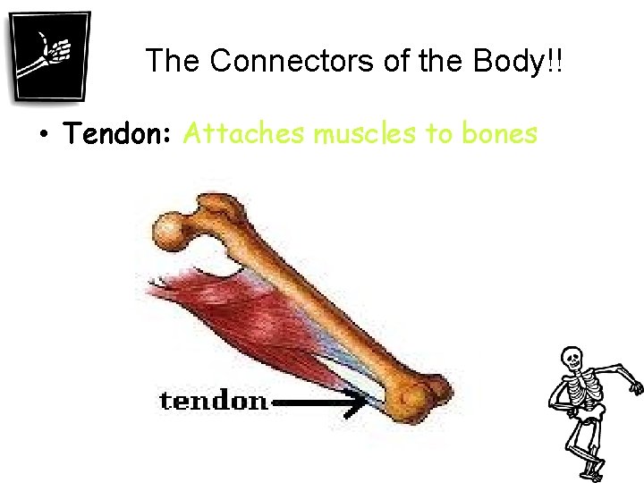 The Connectors of the Body!! • Tendon: Attaches muscles to bones 