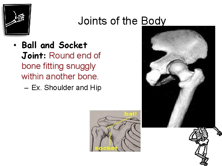 Joints of the Body • Ball and Socket Joint: Round end of bone fitting