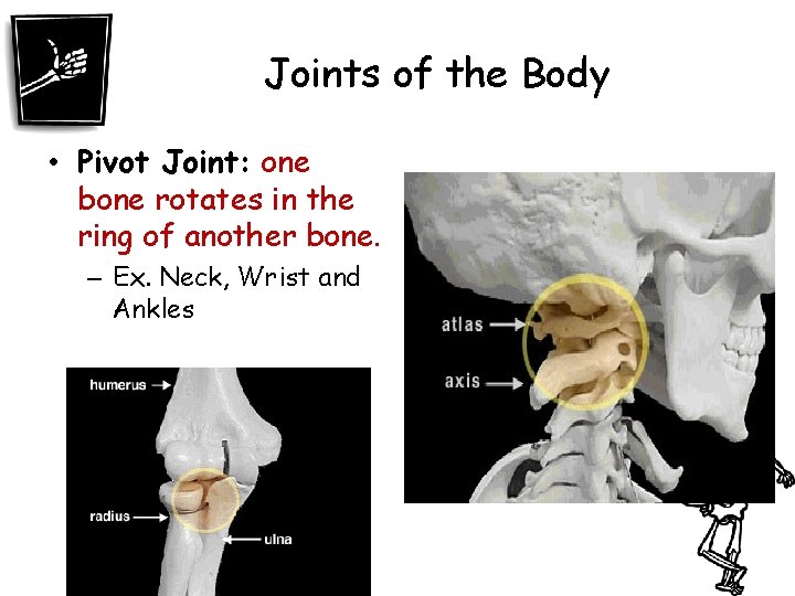Joints of the Body • Pivot Joint: one bone rotates in the ring of
