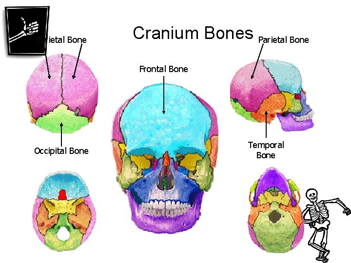 Parietal Bone Cranium Bones Parietal Bone Frontal Bone Occipital Bone Temporal Bone 
